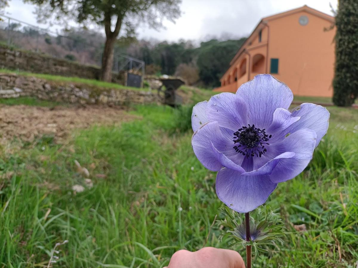 B&B Agriturismo Regno Di Toscana Collesalvetti Εξωτερικό φωτογραφία